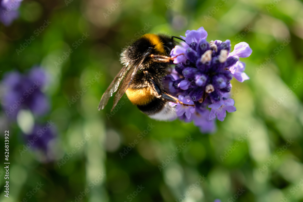 Fototapeta premium Bumblebee collecting pollen on lavender, bombus