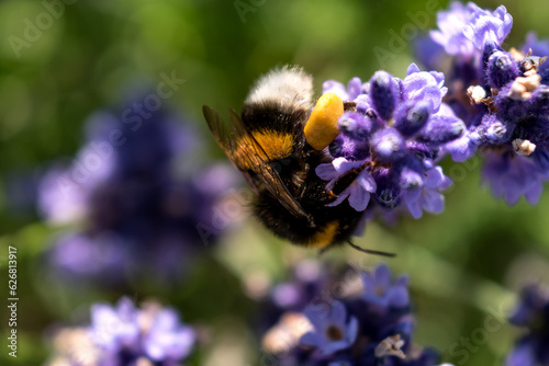Fototapeta Naklejka Na Ścianę i Meble -  Bumblebee collecting pollen on lavender, bombus