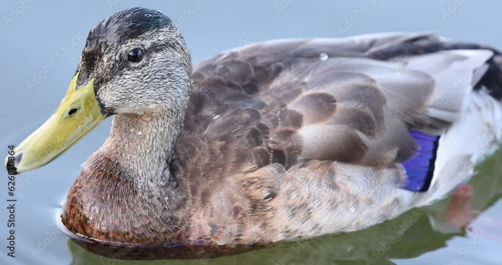 Slow motion clip of a female mallard duck on the surface of a lake in Los Angeles, CA.