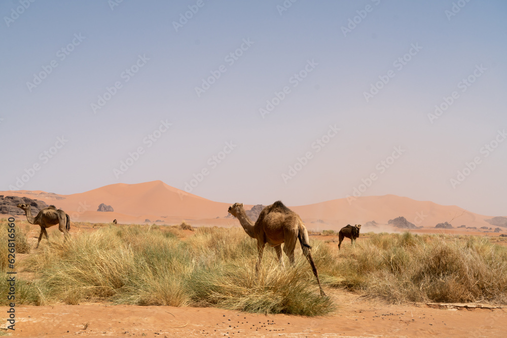 view in the Sahara desert of Tadrart rouge tassili najer in Djanet City  ,Algeria.colorful orange sand, rocky mountains
