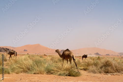 view in the Sahara desert of Tadrart rouge tassili najer in Djanet City   Algeria.colorful orange sand  rocky mountains 