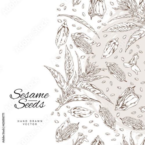 Vector template background with outline sketch drawing sesame plant with leaves, capsules, seeds and flowers