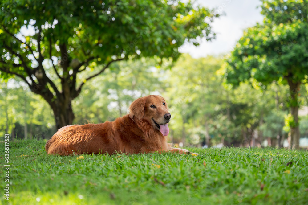 Golden Retriever lying on grass in park