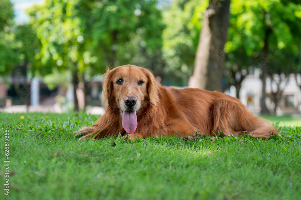 Golden Retriever lying on grass in park Golden Retriever lying on grass in park