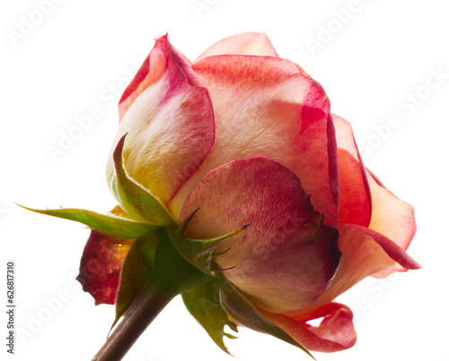 Rose flower isolated on white background