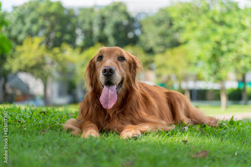 Golden Retriever lying on grass in park