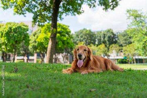 Golden Retriever lying on grass in park