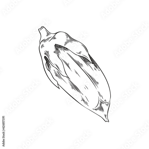 Vector isolated outline illustration of raw Sesame purified capsules of seeds, Hand drawn bio spice, healthy plant