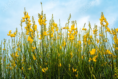 Genista aetnensis yellow flowers photo