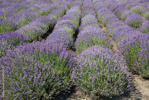 Blooming lavender on a field in sunny day
