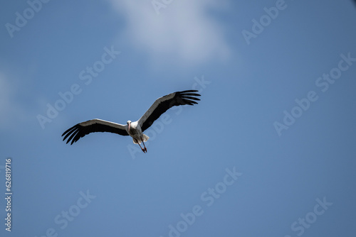 beautiful white and black stork soars in the sky on a blue background