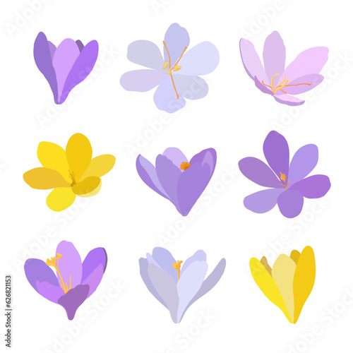 Collection of crocuses and saffrons. A set of spring purple, yellow and white crocuses. Vector illustration of beautiful multicolored flowers