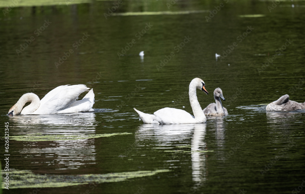 a family of white swans with their gray chicks on a green lake in the city of Bogoroditsk a family of white swans with their gray chicks on a green lake in the city of Bogoroditsk