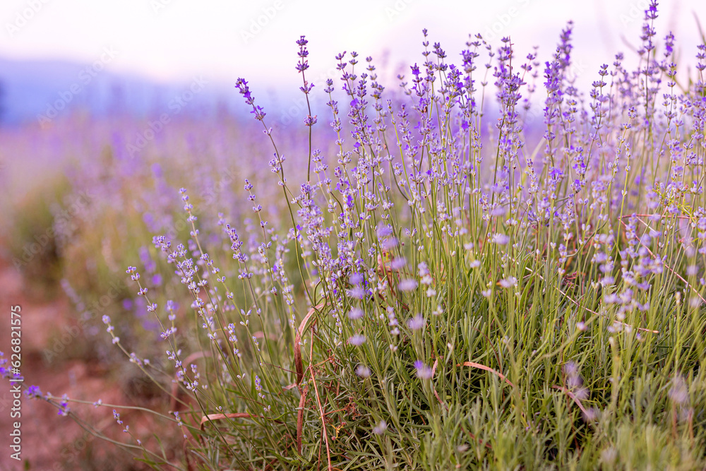 Lavender purple flowers row close-up, summer field