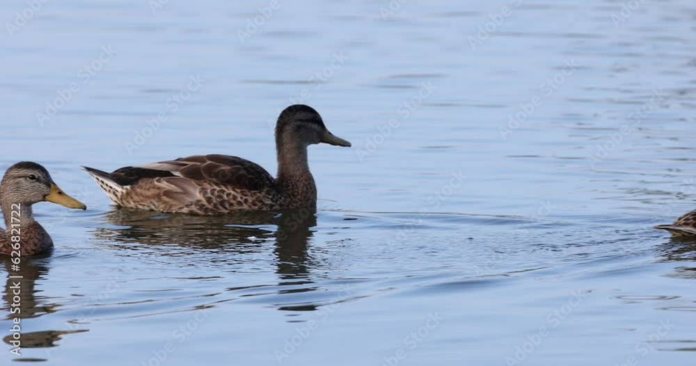 Slow motion clip of mallard ducks swimming along the surface of a lake in slow motion Slow motion clip of mallard ducks swimming along the surface of a lake in slow motion