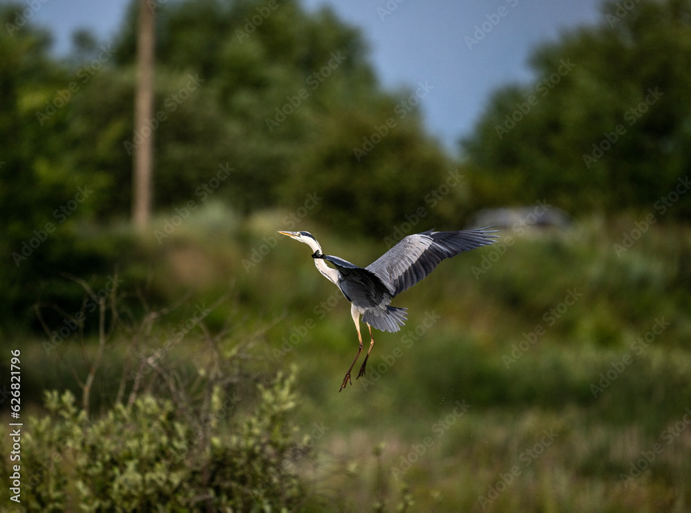 Obraz premium gray heron near the lake with reeds in search of food at sunset