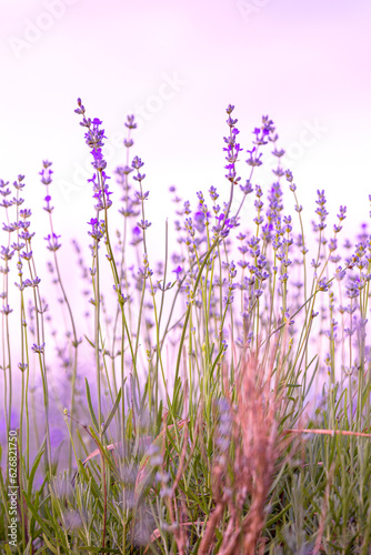 Lavender purple flowers close-up on sky background, summer field