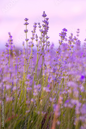 Lavender purple flowers close-up on sky background  summer field