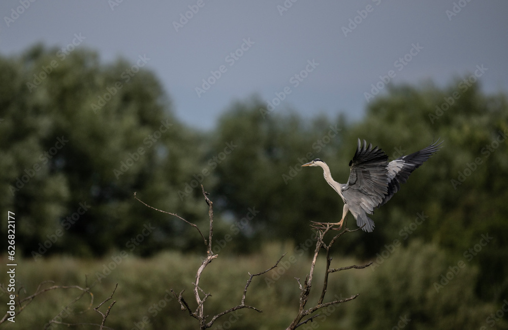 gray heron near the lake with reeds in search of food at sunset gray heron near the lake with reeds in search of food at sunset