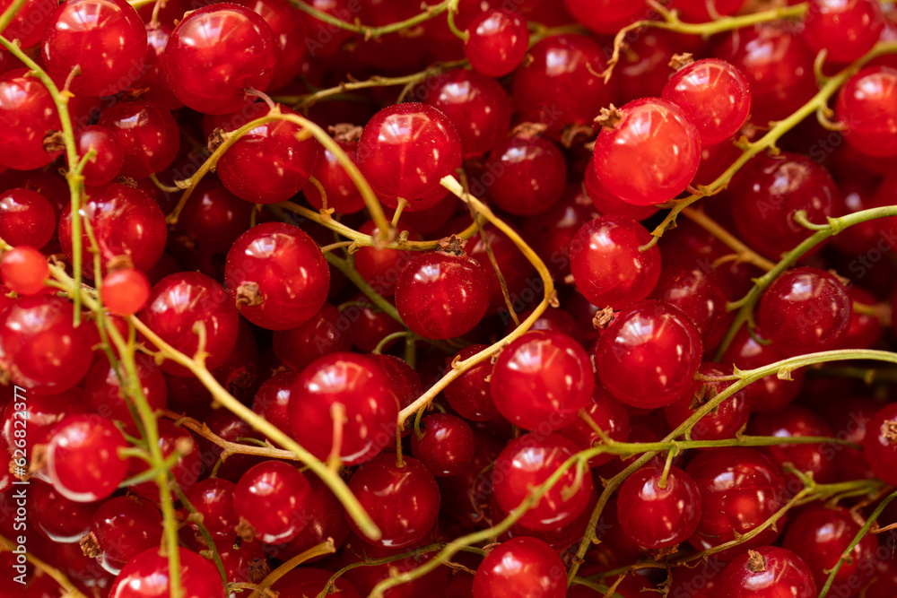 red cherries background. Fruits. Background. Food. Vitamin red cherries background. Fruits. Background. Food. Vitamin
