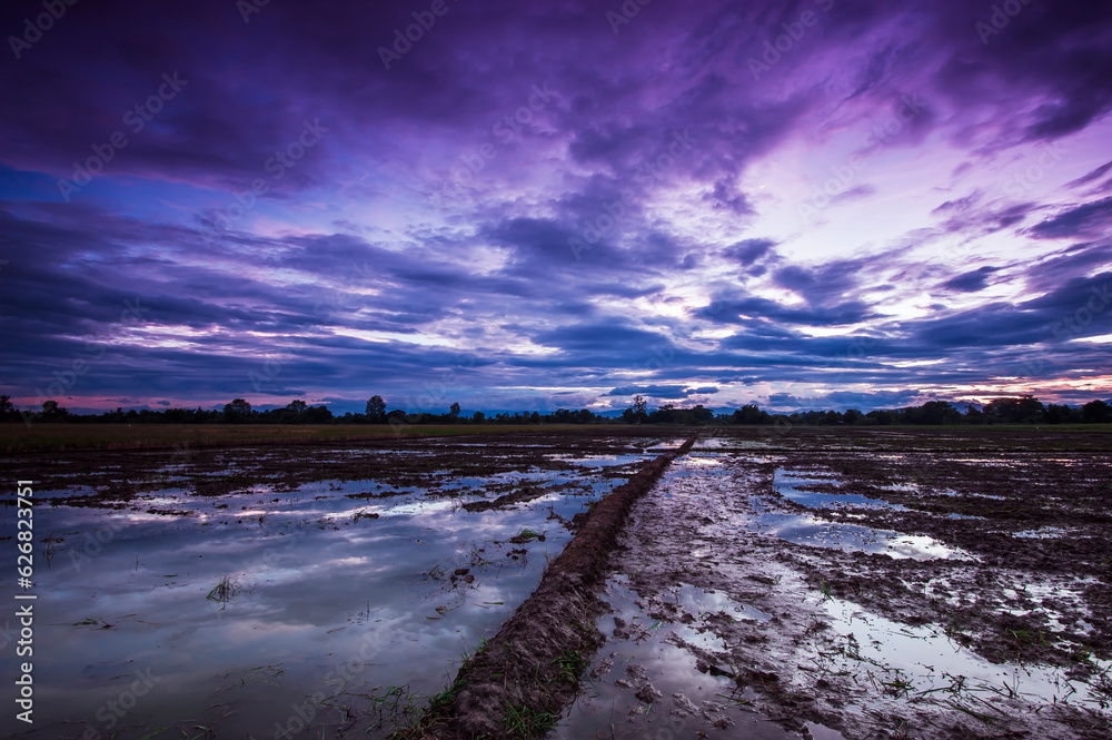 Wide rice fields and evening sky after sunset with colorful clouds. Wide rice fields and evening sky after sunset with colorful clouds.