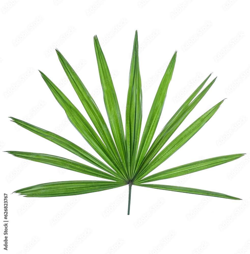 Fototapeta premium The leaves of Lady Palm isolated on the white background.