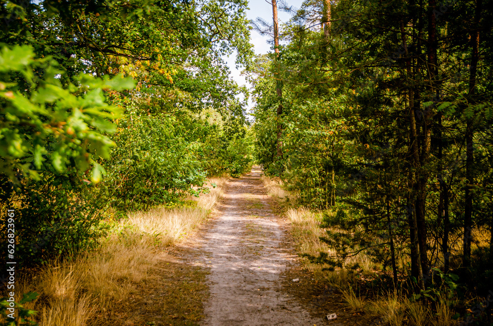forest, dirt path with lots of plants around forest, dirt path with lots of plants around