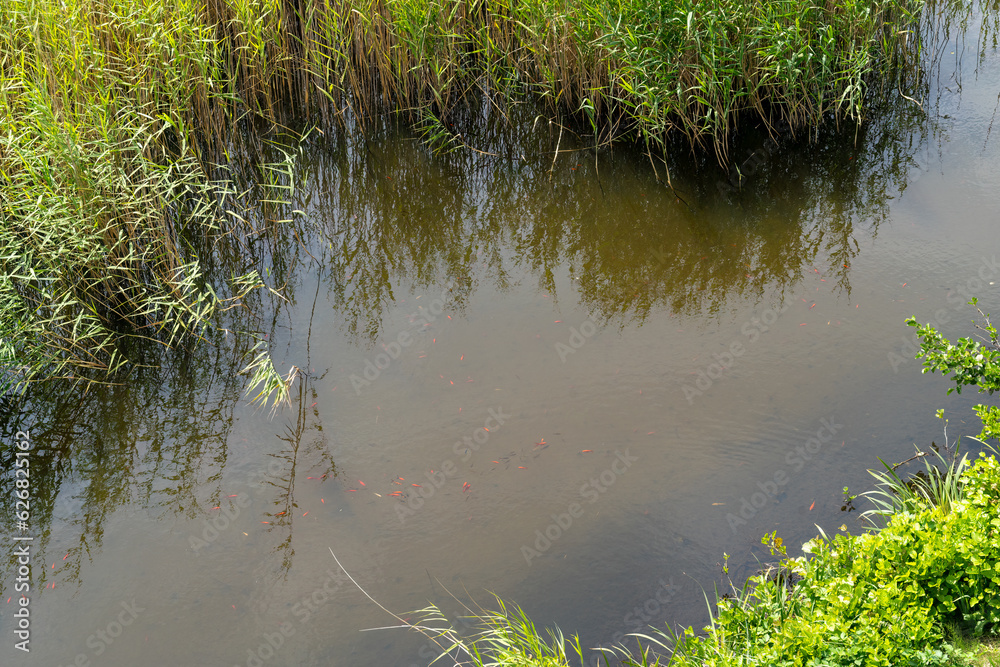Goldfische im Teich Goldfische im Teich