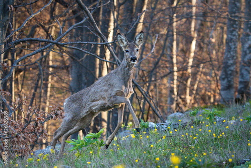 A deer