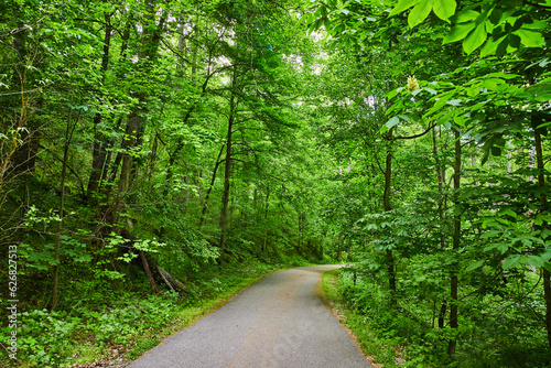 Lush, vibrant, green forest, tall trees blocking out sky, paved path through woods