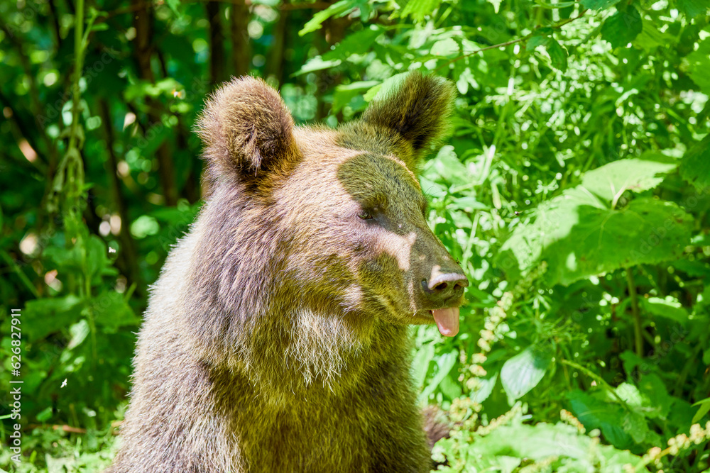 Fototapeta premium The brown bear Photographed in Transfagarasan, Romania. A place that became famous for the large number of bears.