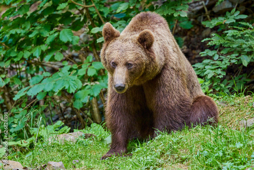 The brown bear Photographed in Transfagarasan, Romania. A place that became famous for the large number of bears.