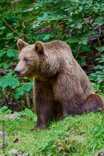 The brown bear Photographed in Transfagarasan, Romania. A place that became famous for the large number of bears.