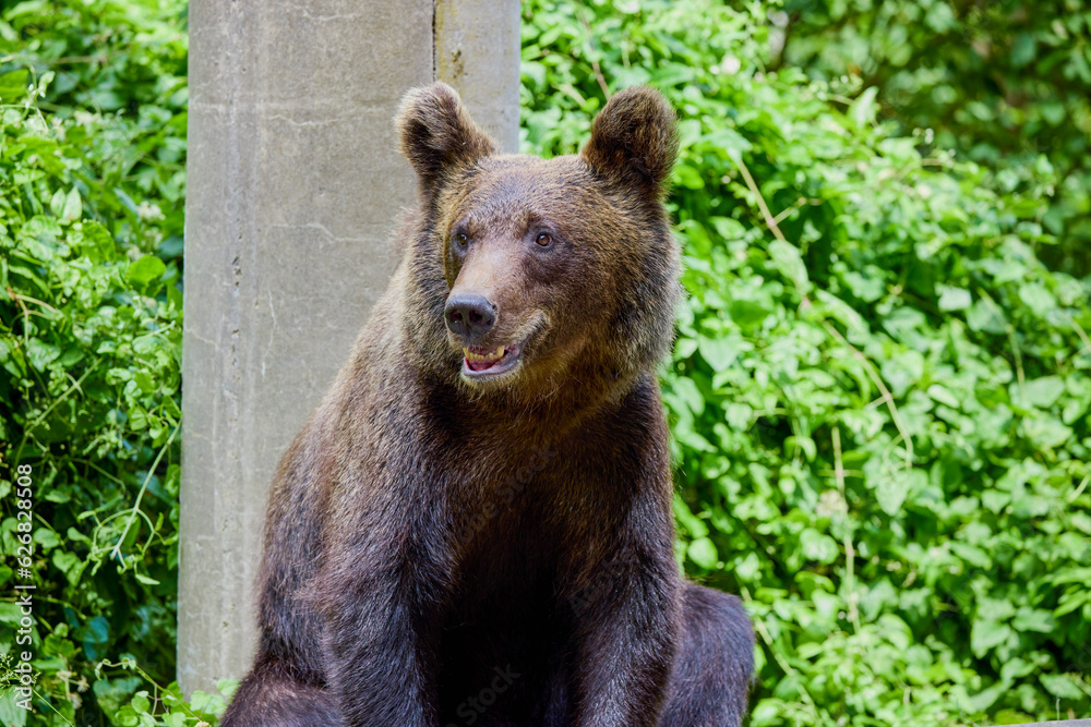 Fototapeta premium The brown bear Photographed in Transfagarasan, Romania. A place that became famous for the large number of bears.