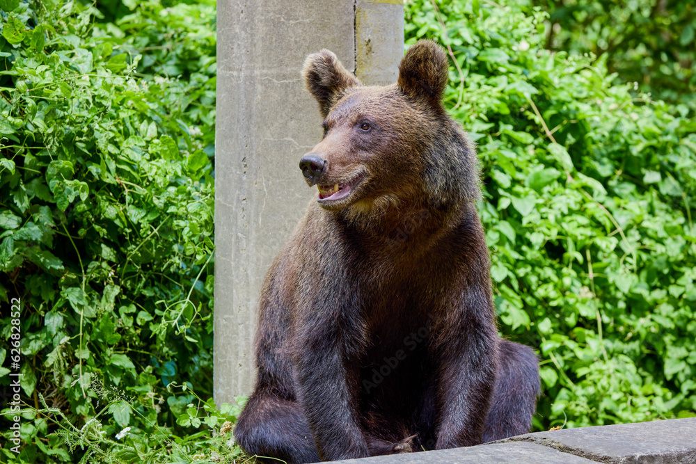 The brown bear Photographed in Transfagarasan, Romania. A place that became famous for the large number of bears.