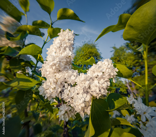 Blooming of white Syringa flowers among fresh green leaves. Spring in botanical garden with Oleaceae family plants. Anamorphic macro photography.