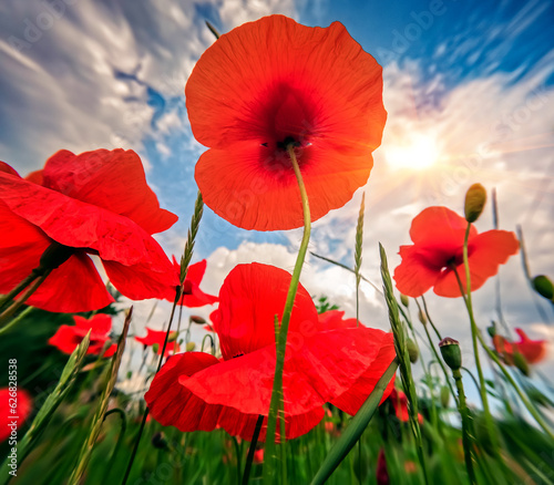 Blooming of poppy flowers on blue sky background in botanical garden. Papaveraceae family plants in the botanical garden. Anamorphic macro photography.
