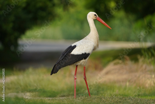 Fototapeta Naklejka Na Ścianę i Meble -  White european stork, Ciconia ciconia on the meadow