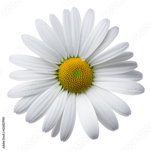 Daisy Flower Isolated On White Background © KiranHarak