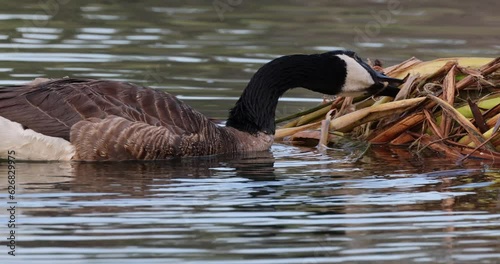 A canada goose eating leaves from a grass plant floating near the lake shore