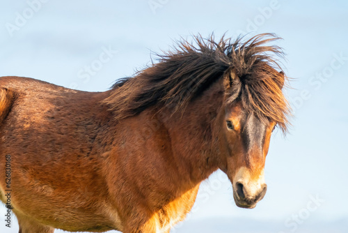 Obraz na płótnie Head of a wild brown Exmoor pony, against a blue sky in the nature reserve in Fochteloo, Fall colors in winter. The Netherlands. Selective focus w salonie