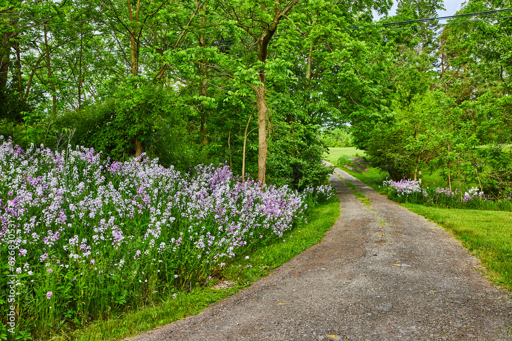 Gravel road through woods with purple Dames Rocket flowers lining side of road