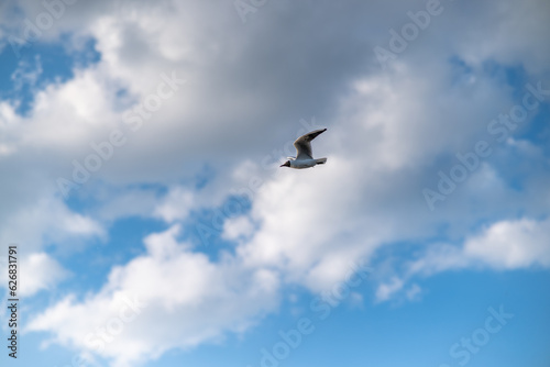 seagull flying in the sky