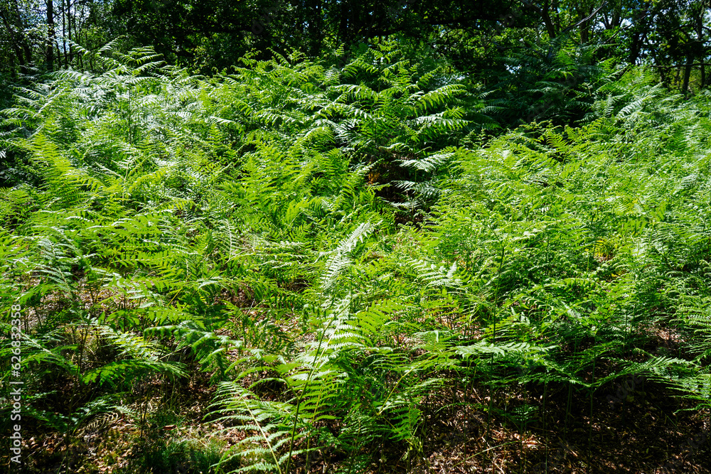 Lush green ferns in woodland