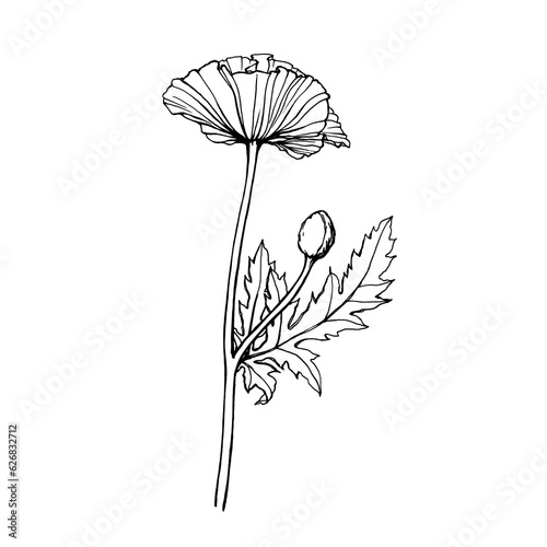 Fototapeta Naklejka Na Ścianę i Meble -  Poppy flower with leaves (Papaver rhoeas, tulip poppy). Black and white outline illustration, hand drawn work isolated on white background