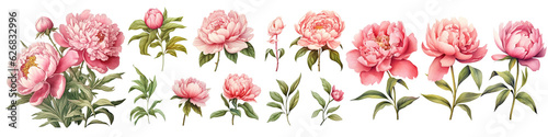 Set of peonies flower vintage pink color Watercolor, spring collection of hand drawn flowers , Botanical plant illustration , elegant watercolor ,transparent background, PNG.
