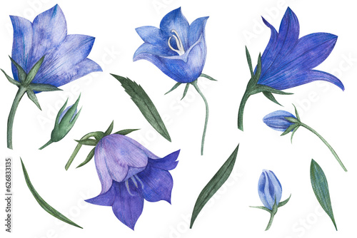 Watercolor Blue Bell Flower. Hand drawn set with flowers and buds bellflower. Illustration of Campanula on white isolated background. Drawing for wedding design or invitation cards.