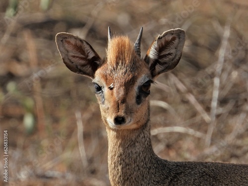 portrait of a young deer