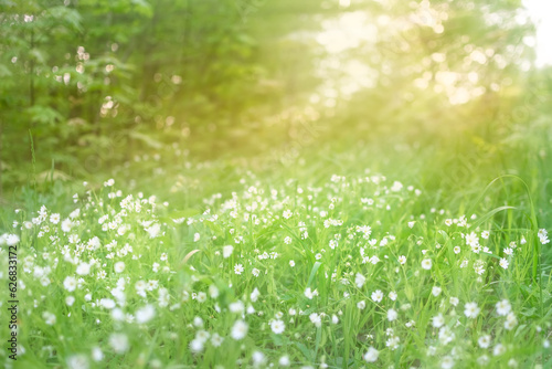 Flower meadow in the rays of the sun.