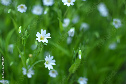 White flowers on a background of green grass.